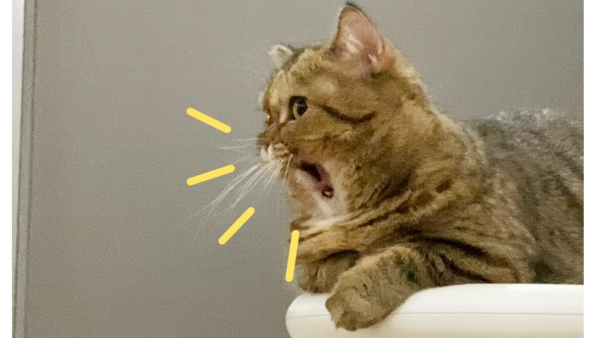 恶虎咆哮,猛男止步。
